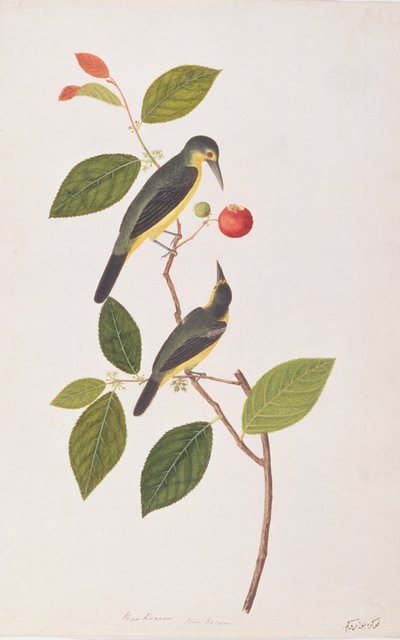 Großer Iora, aus Zeichnungen von Vögeln aus Malakka, ca. 1805-18 von Chinese School